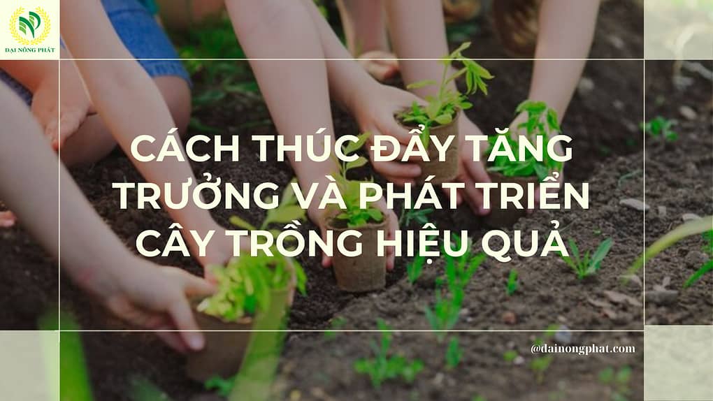 Phát triển cây trồng hiệu quả