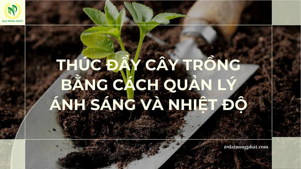 Quản lý ánh sáng và nhiệt độ cây trồng