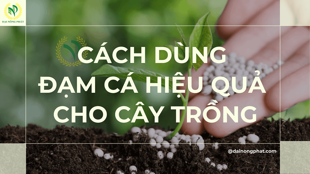 Cách dùng đạm cá hiệu quả cho cây trồng