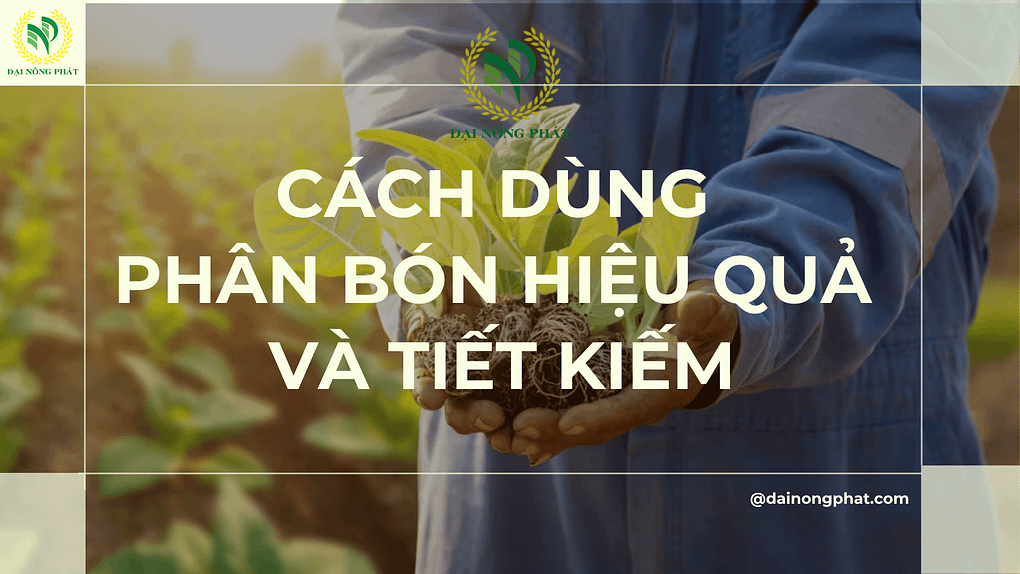 Cách dùng phân bón hiệu quả và tiết kiệm