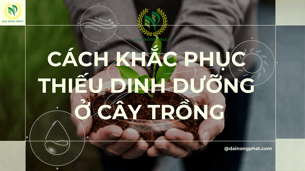 Cách khắc phục thiếu dinh dưỡng ở cây trồng