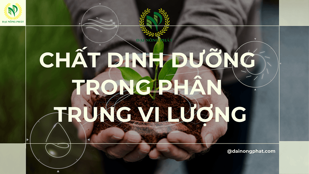 Chất dinh dưỡng trong phân trung vi lượng