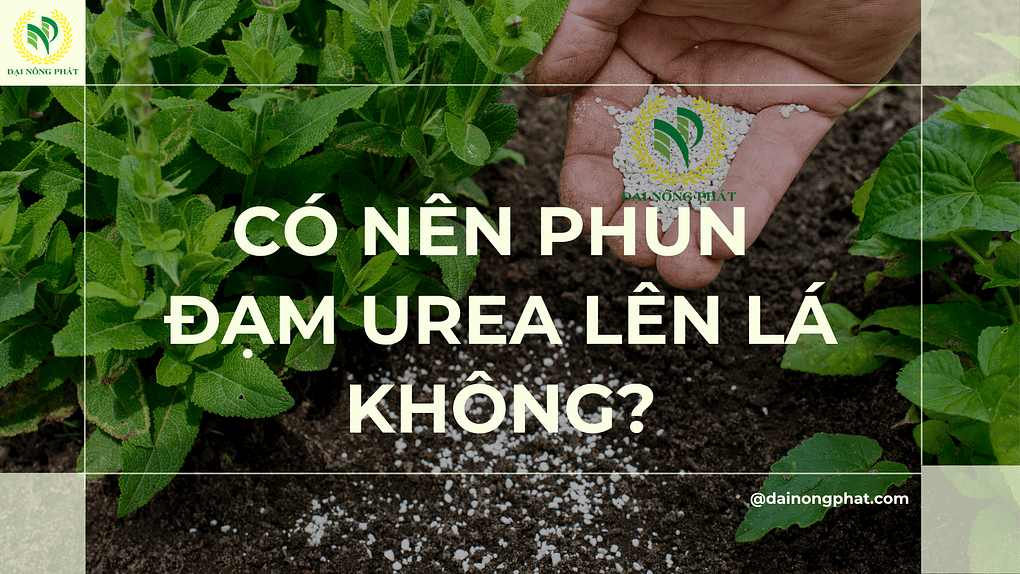 Có nên phun đạm urea lên lá không