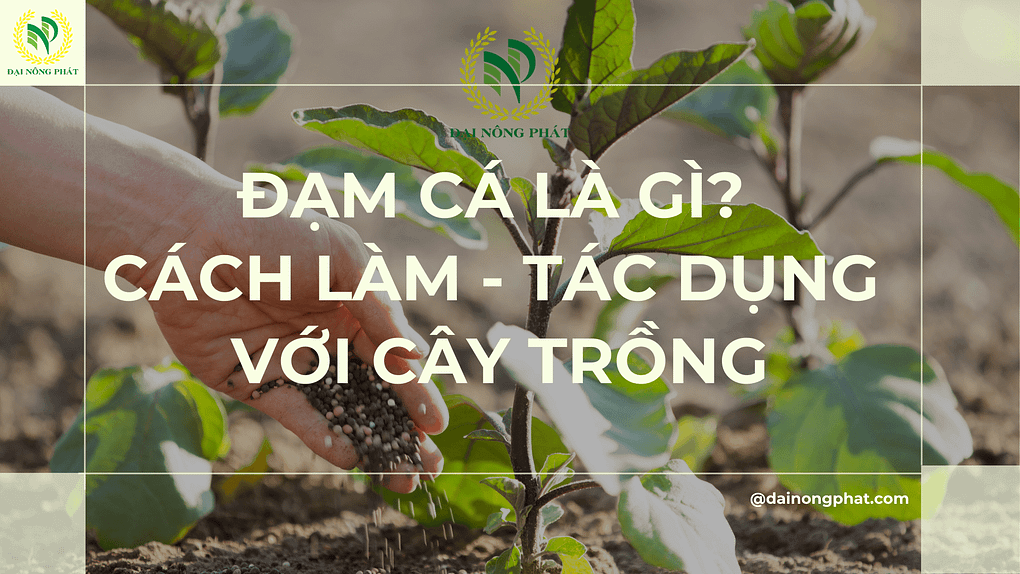 Đạm cá là gì