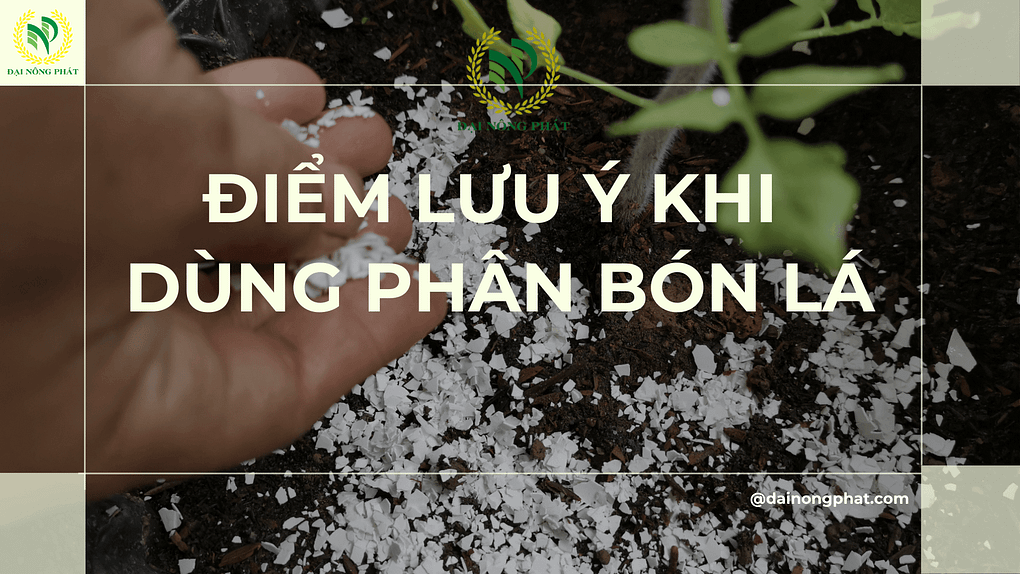 Điểm lưu ý khi dùng phân bón lá