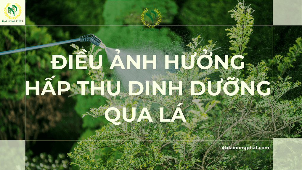 Điều ảnh hưởng hấp thụ dinh dưỡng qua lá