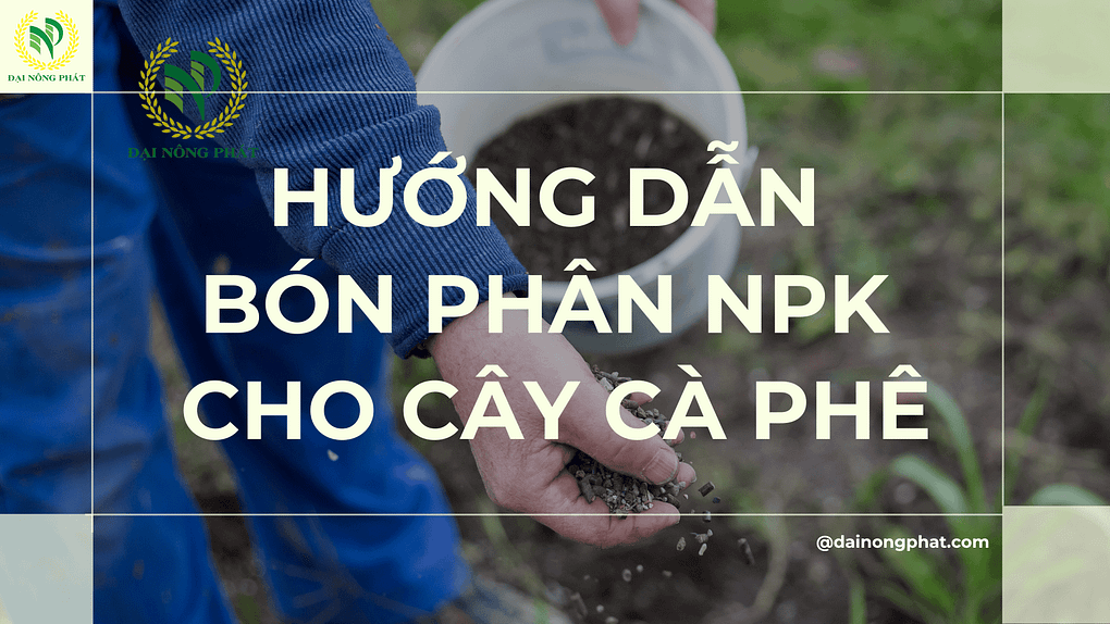 Hướng dẫn bón phân NPK cho cây cà phê