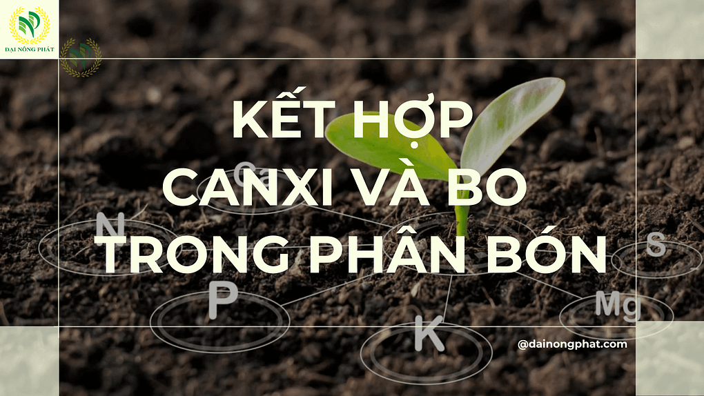 Kết hợp Canxi và Bo trong phân bón