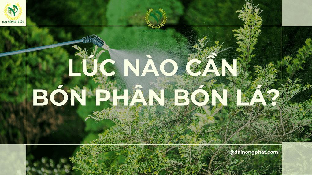 Lúc nào cần bón phân bón lá