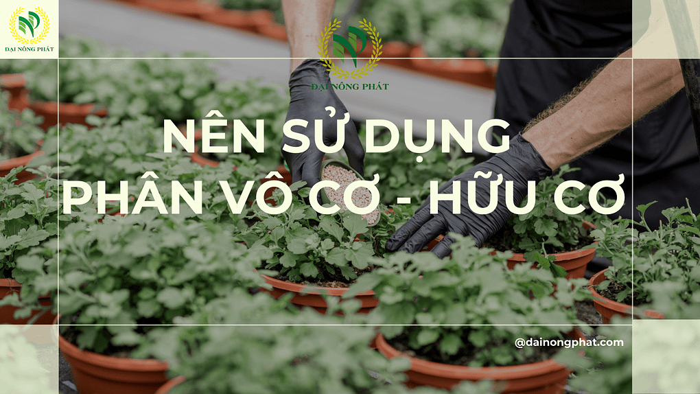 Nên sử dụng phân vô cơ hữu cơ