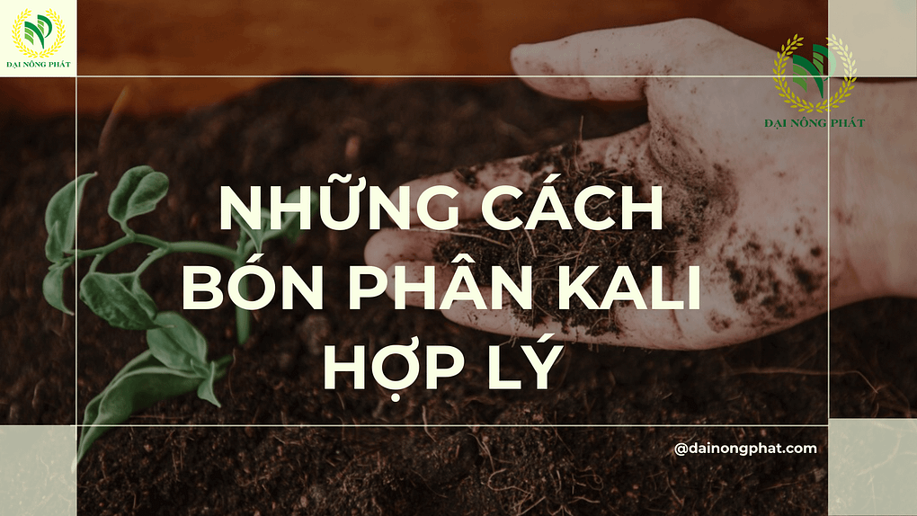 Những cách bón phân kali hợp lý