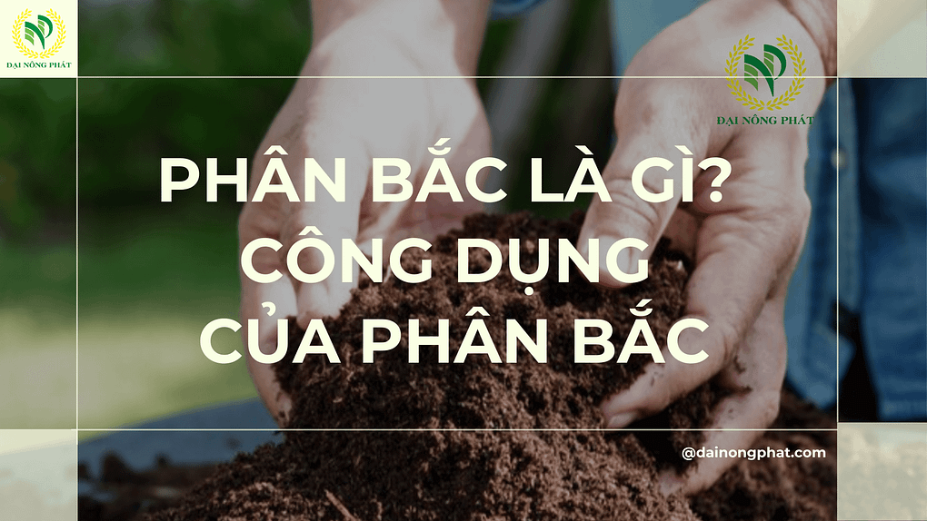 Phân bắc là gì