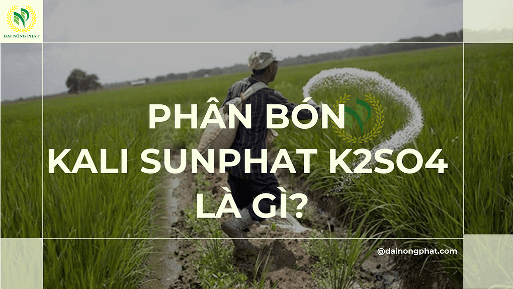 Phân bón Kali sunphat k2so4 là gì