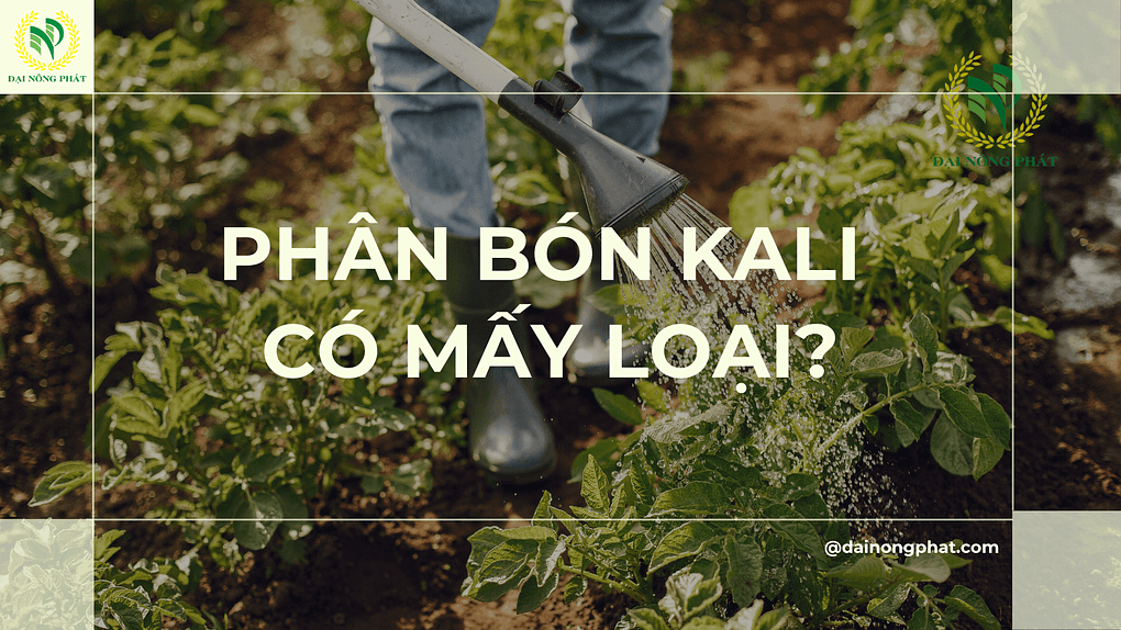 Phân bón kali có mấy loại