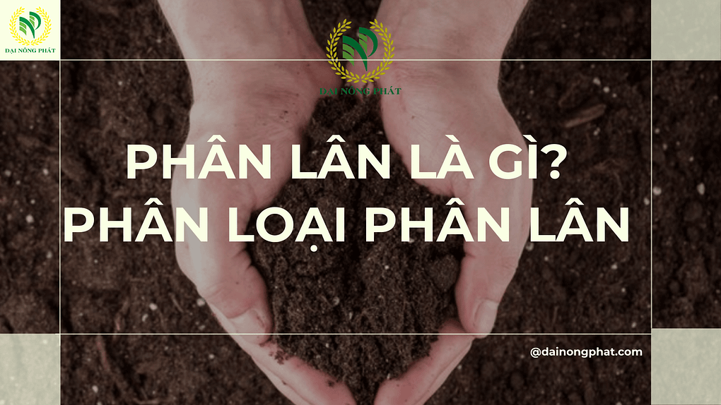 Phân lân là gì