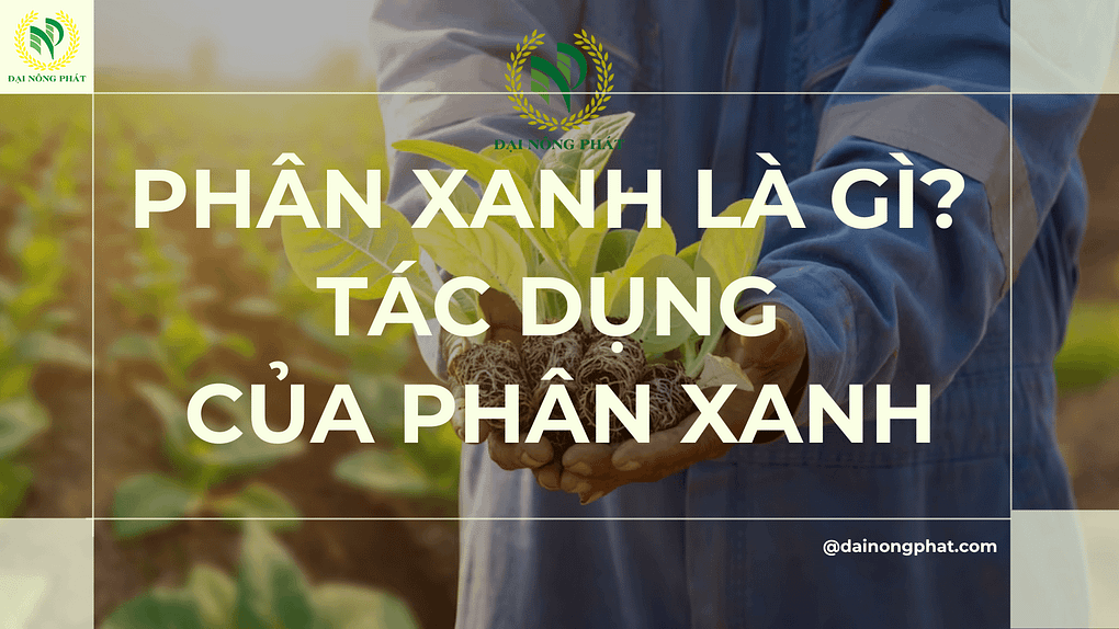 Phân xanh là gì