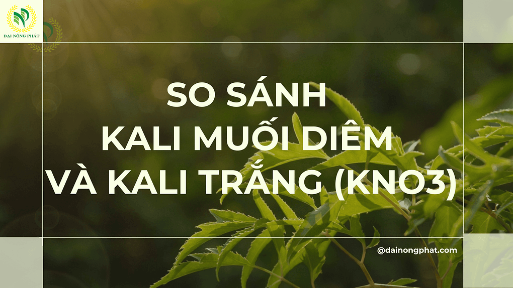 So sánh kali muối diêm và kali trắng