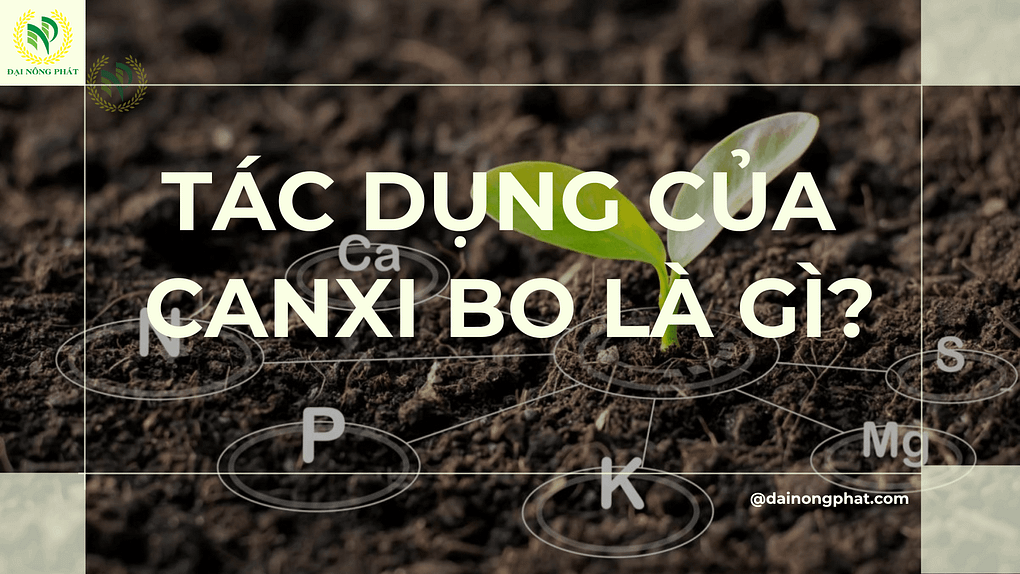 Tác dụng của canxi bo là gì