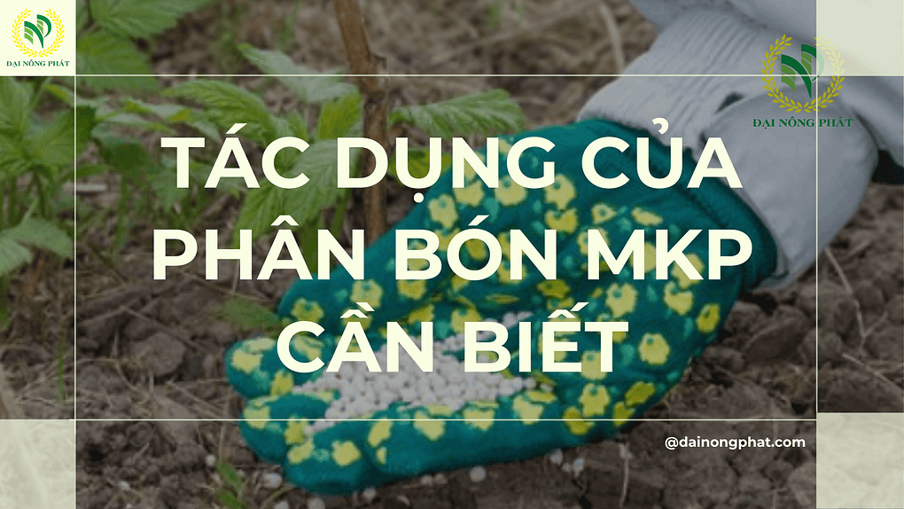 Tác dụng của phân bón MKP cần biết