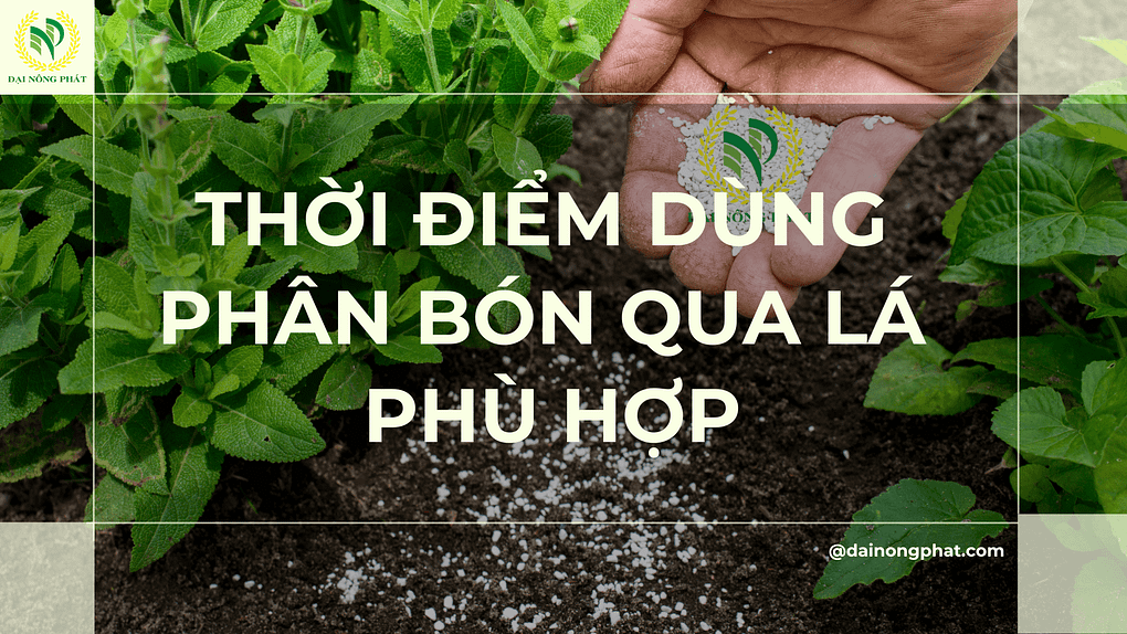 Thời điểm dùng phân bón qua lá phù hợp