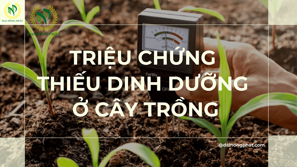 Triệu chứng thiếu dinh dưỡng ở cây trồng