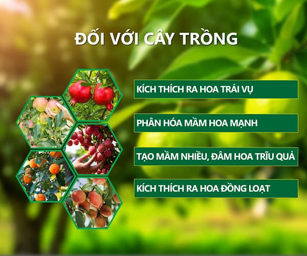 DAP SINH HỌC Dại nông phát 2