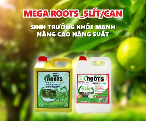 MEGA ROOTS