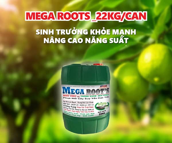 MEGA ROOTS