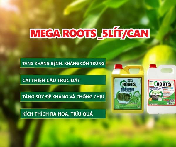 MEGA ROOTS