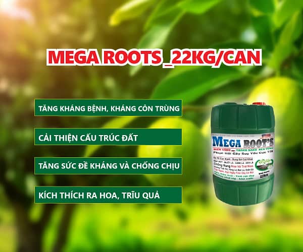 MEGA ROOTS