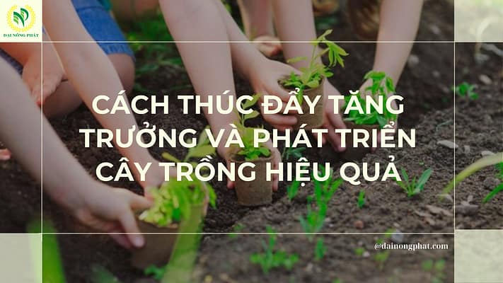 Phát triển cây trồng hiệu quả