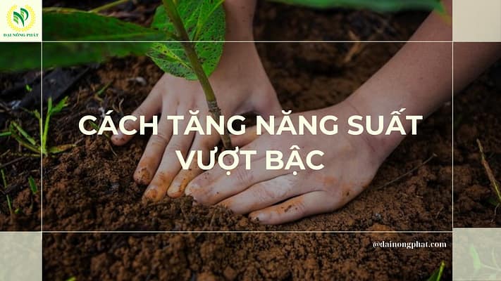 Cách tăng năng suất vượt bậc cho cây trồng