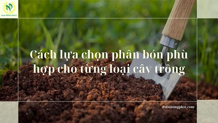 Phân bón phù hợp cho cây trồng