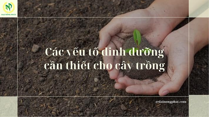 Các yếu tố dinh dưỡng cần thiết