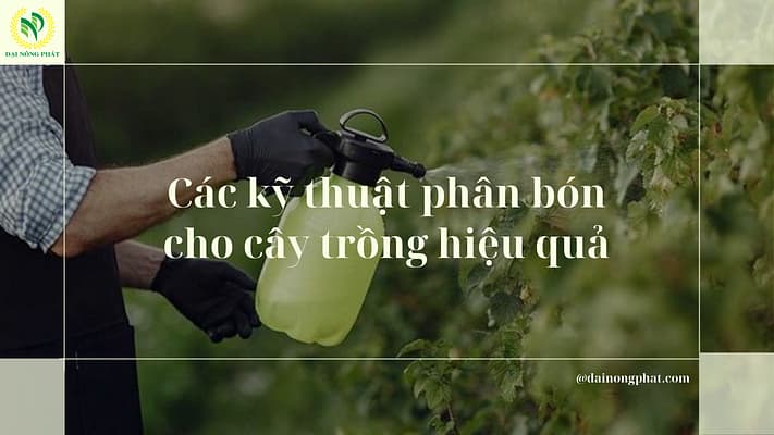 Các kỹ thuật phân bón