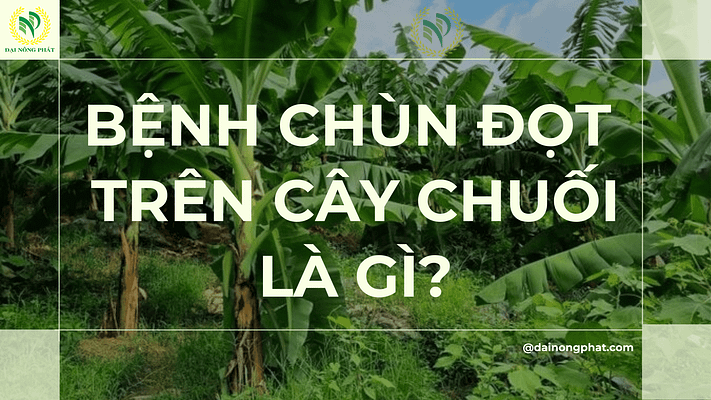 Bệnh chùn đọt trên cây chuối là gì