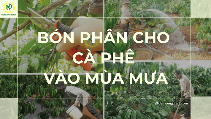 Bón phân cho cà phê vào mùa mưa