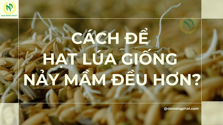 Cách để hạt lúa giống nảy mầm đều hơn